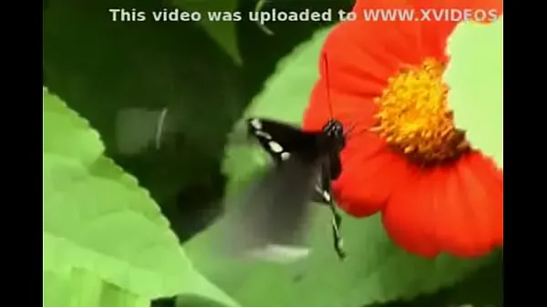 Große ButterflyTop-Clips