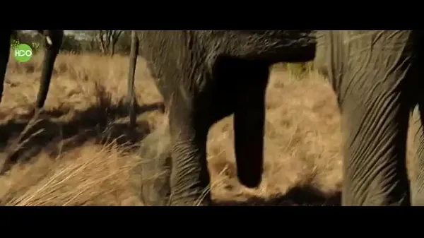 Duże Elephant party 2016 najlepsze klipy